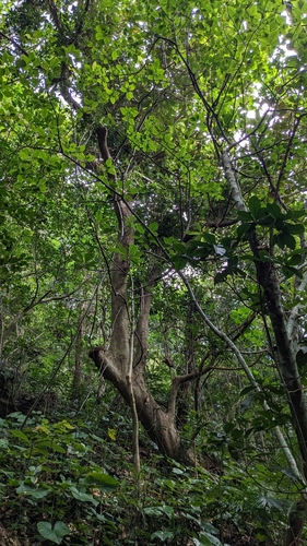 Image of Litsea garciae by (c) Cheng-Te Hsu, some rights reserved (CC BY)