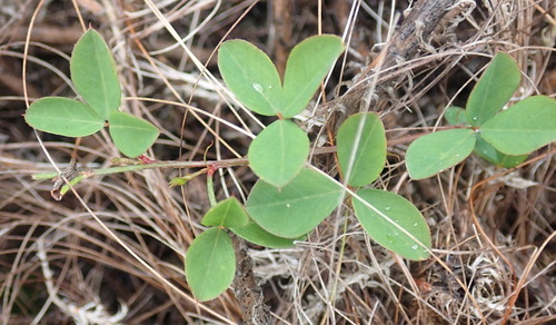 Image of Indigofera erecta by (c) Nicola van Berkel, some rights reserved (CC BY-SA)