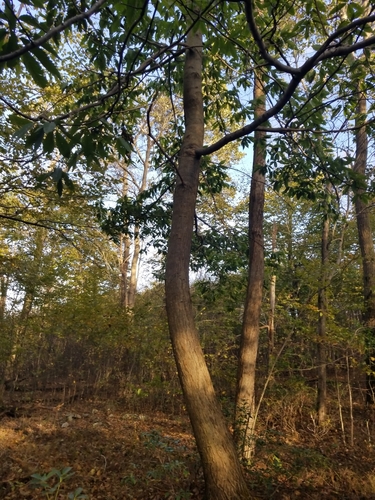 American chestnut (Castanea dentata)
