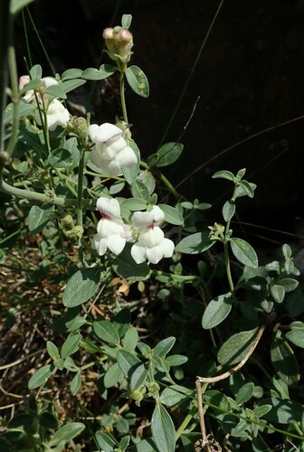 Image of Antirrhinum sempervirens by (c) Benoit NABHOLZ, some rights reserved (CC BY-SA)