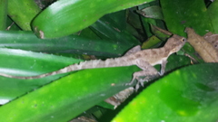 Anolis cristatellus cristatellus