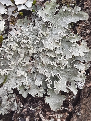 Powdered Speckled Shield Lichen