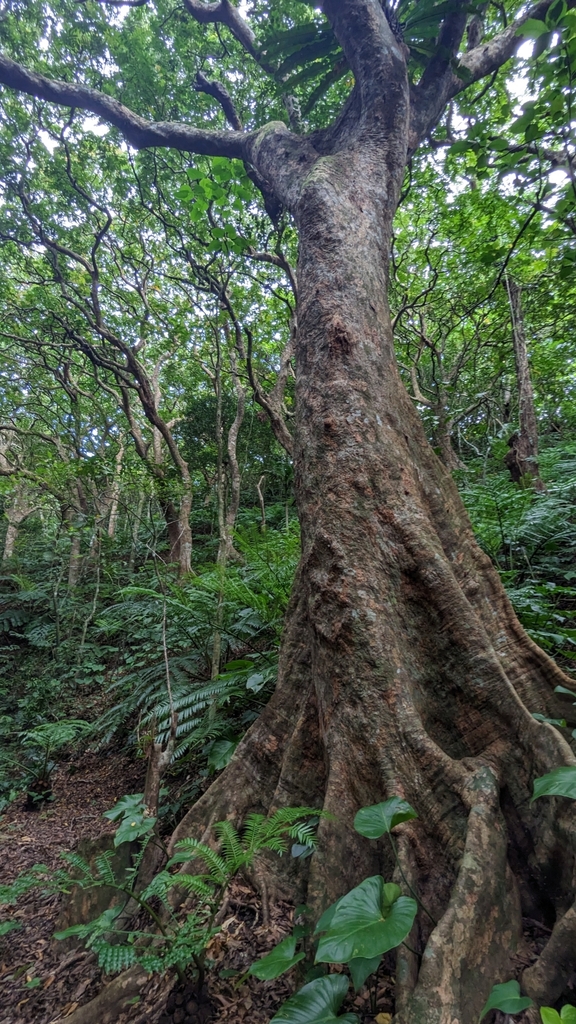 Pometia pinnata, 952台灣台東縣蘭嶼鄉紅頭村