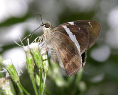 Autochton bipunctatus