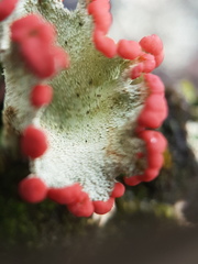 Cladonia pleurota