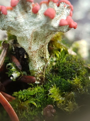 Cladonia pleurota