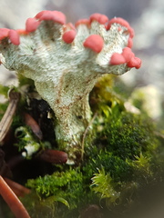 Cladonia pleurota