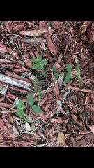 Euphorbia ophthalmica image