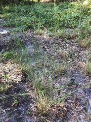 Hymenachne amplexicaulis