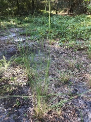 Hymenachne amplexicaulis