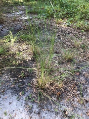 Hymenachne amplexicaulis