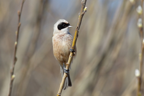 Pájaro moscón europeo (Remiz pendulinus)