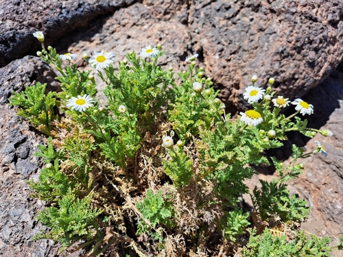 Image of Argyranthemum tenerifae by (c) Kaydee Barker, some rights reserved (CC BY-SA)