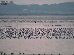 Sibirionetta formosa