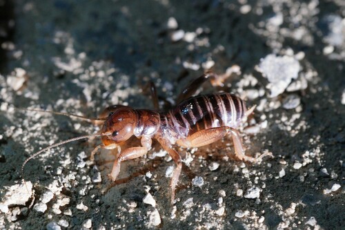 iNaturalist observation photo of North American Jerusalem Crickets