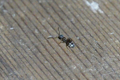 iNaturalist observation photo of Odorous House Ant