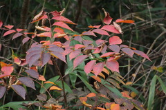 Toxicodendron trichocarpum