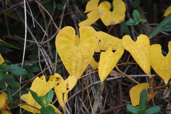Dioscorea japonica