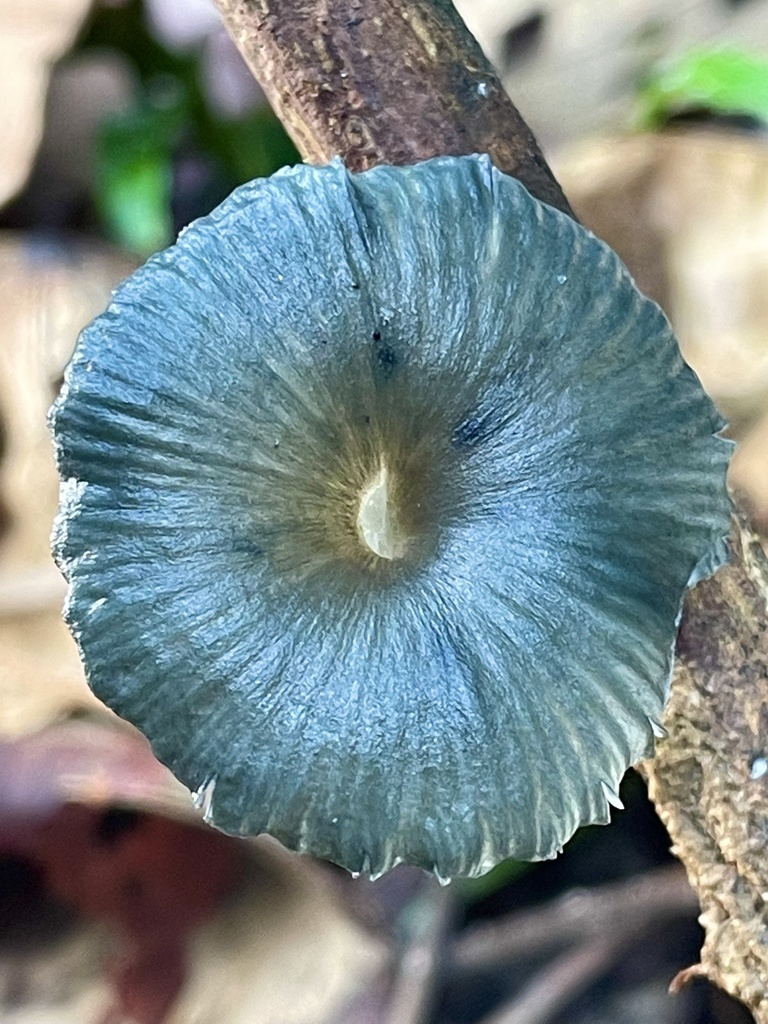 Gerronema indigoticum
