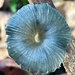 Gerronema indigoticum - Photo (c) sokgee,  זכויות יוצרים חלקיות (CC BY-NC)