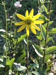 Silphium asteriscus