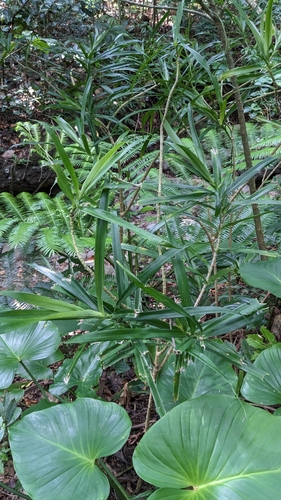 Image of Dracaena angustifolia by (c) Cheng-Te Hsu, some rights reserved (CC BY)