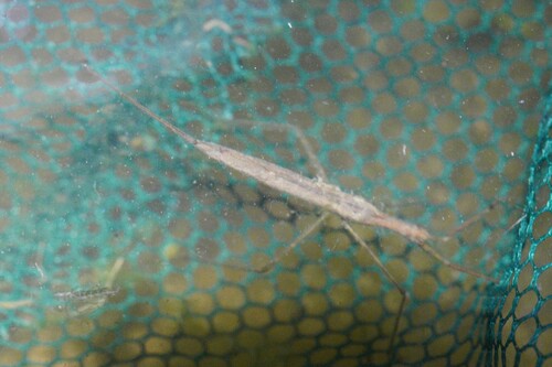 iNaturalist observation photo of Ranatra
