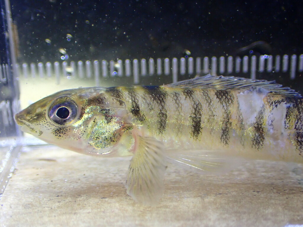 Chesapeake Logperch