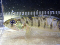Chesapeake Logperch photo 5