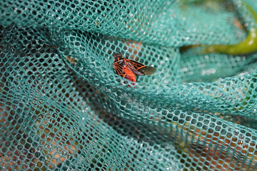 iNaturalist observation photo of Western Boxelder Bug