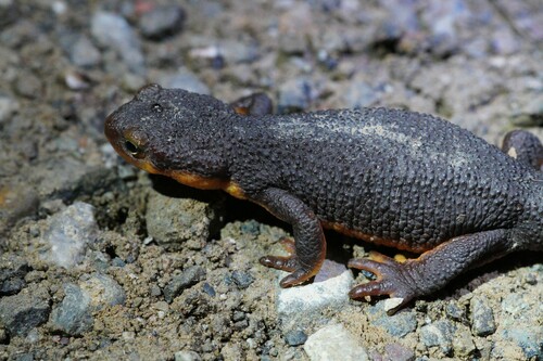 iNaturalist observation photo of California Newt