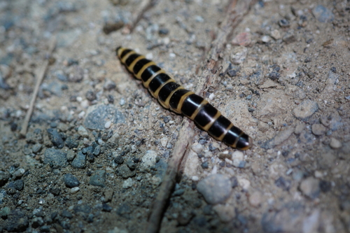iNaturalist observation photo of Western Banded Glowworm