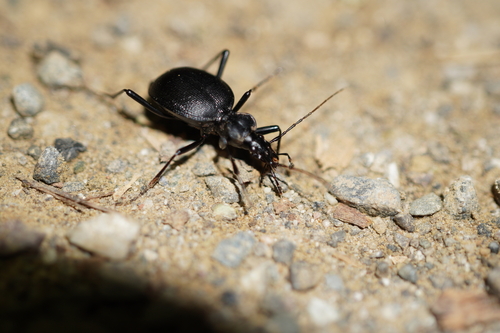 iNaturalist observation photo of Snail-eating Beetles