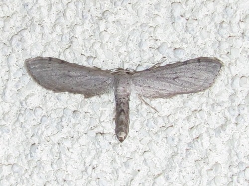 Euacidalia brownsvillea Cassino, 1931