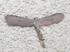 Euacidalia brownsvillea