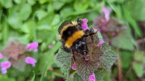Garden Bumble Bee, Warmond, Zuid-Holland, Netherlands, photo 7 of 10