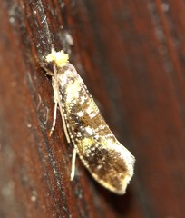 Monopis chrysogramma