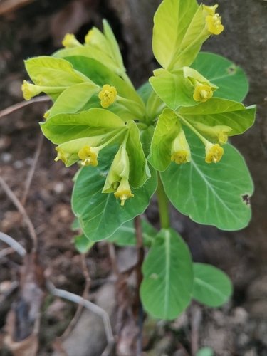 Image of Carniolan Spurge (Euphorbia carniolica) by (c) Ljaž, some rights reserved (CC BY)