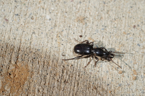 iNaturalist observation photo of Promecognathus laevissimus