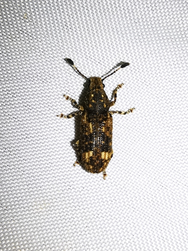 Eucorynus crassicornis