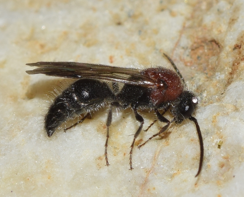 Smicromyrme opistomelas