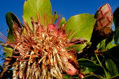 Protea angolensis var. trichanthera image