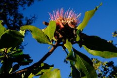 Protea angolensis var. trichanthera image