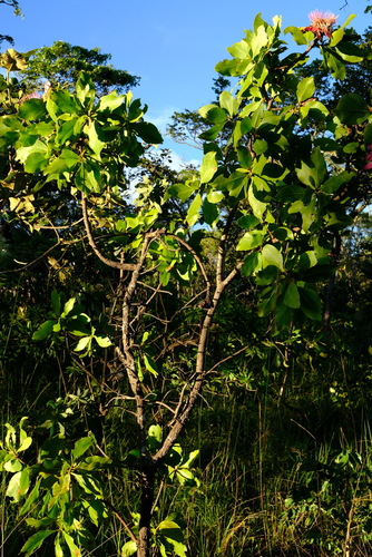 Protea angolensis var. trichanthera image