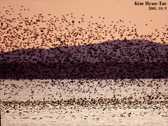 Sibirionetta formosa