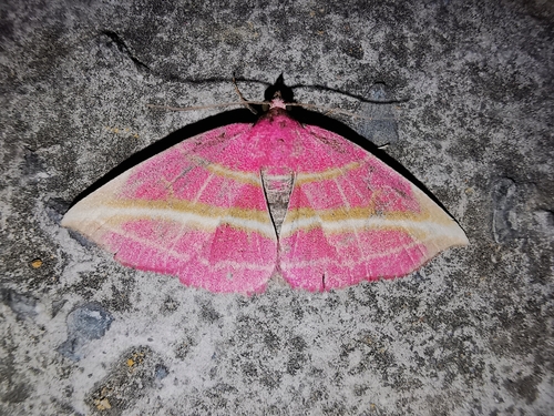 Naganoella timandra