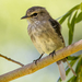 Muscicapa adusta - Photo (c) Mark Sikking, μερικά δικαιώματα διατηρούνται (CC BY-NC-ND), uploaded by Mark Sikking