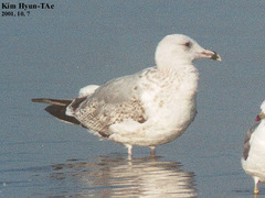 Larus argentatus mongolicus