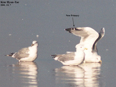 Larus argentatus mongolicus