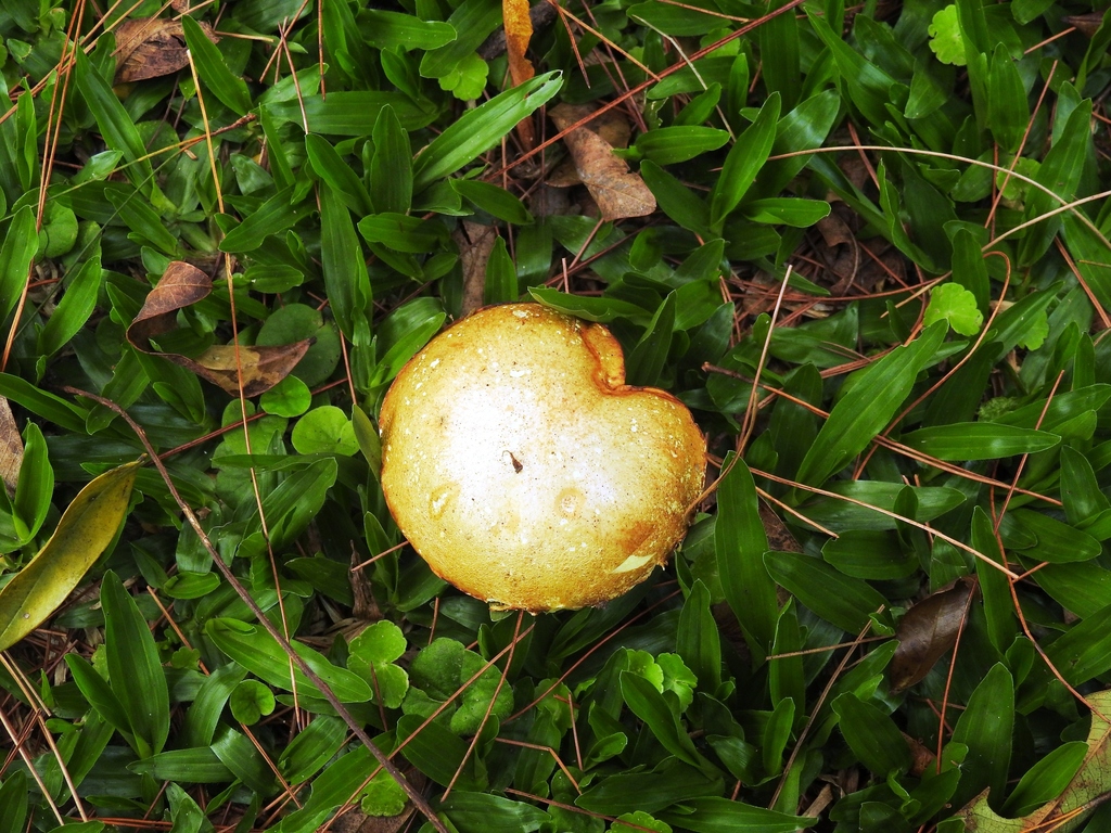 Suillus americanus